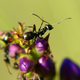 Illustration for article titled Shooting Challenge: Bugs Gallery (Part 5)